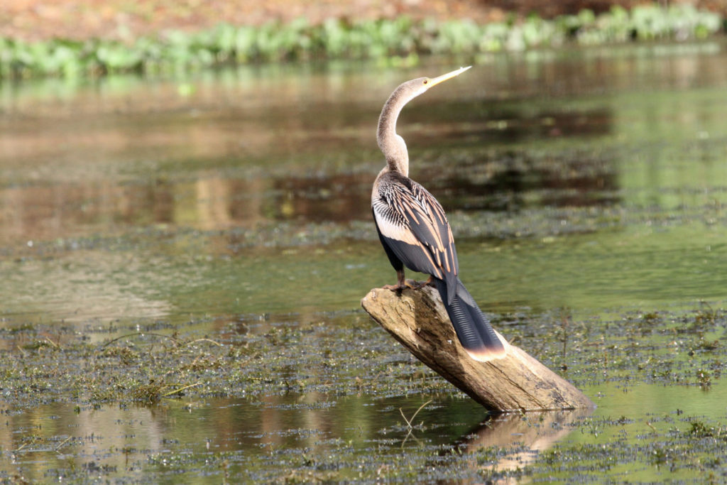 Anhinga sunning is one of the pleasures of Panama birding