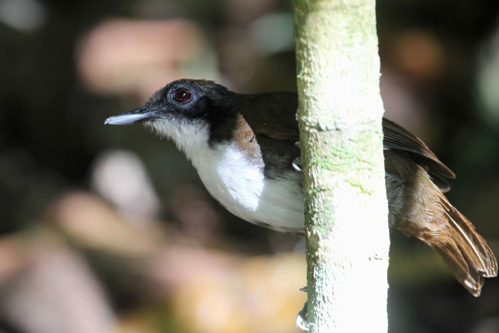 Bicolored Antbird is one of many ant-loving species we see on this Panama birding and nature tour
