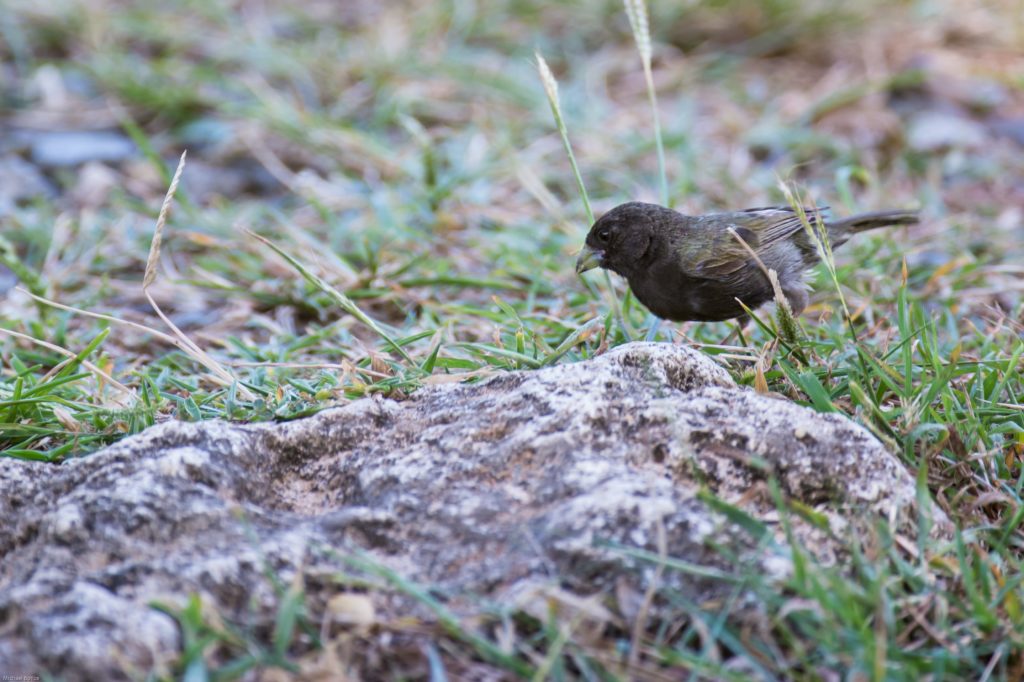 Christmas Bird Count data is vital to studying populations like this black-faced Grassquit