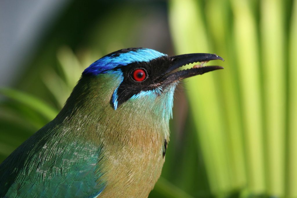 Blue-Crowned Motmot are among the many pleasures of Panama birding.