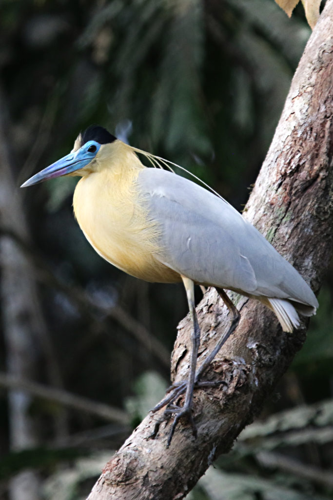 Panama birding offers looks at Capped Heron.