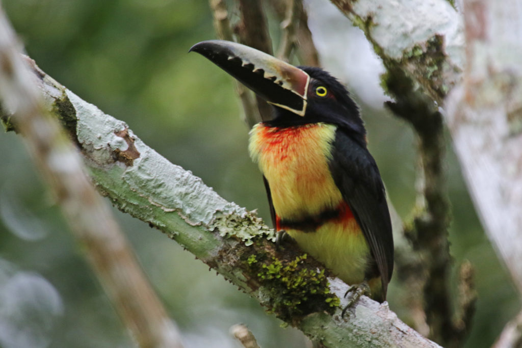 Seeing Collared Aracari is one of the pleasures of Panama birding