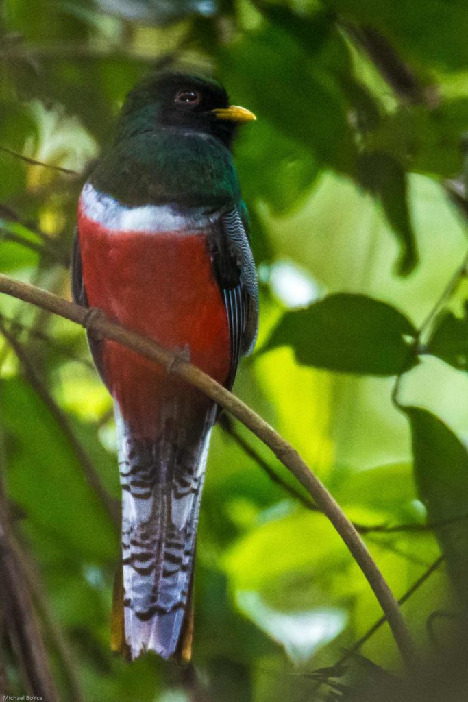 Collared Trogon are among the many pleasures of Panama birding.