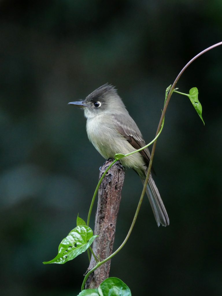 Christmas Bird Count data frequently finds new species, like this Cuban Pewee