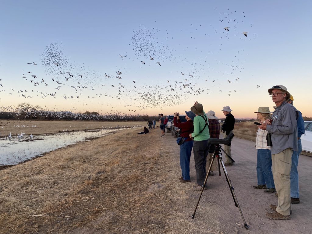 Christmas Bird Counts are sometimes estimates!