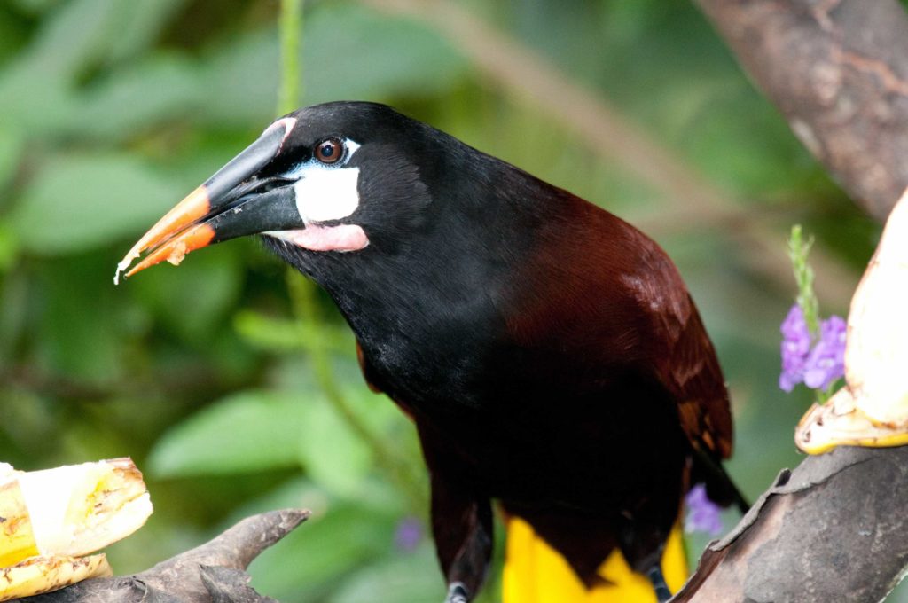 Montezuma Oropendola is a target in Panama birding