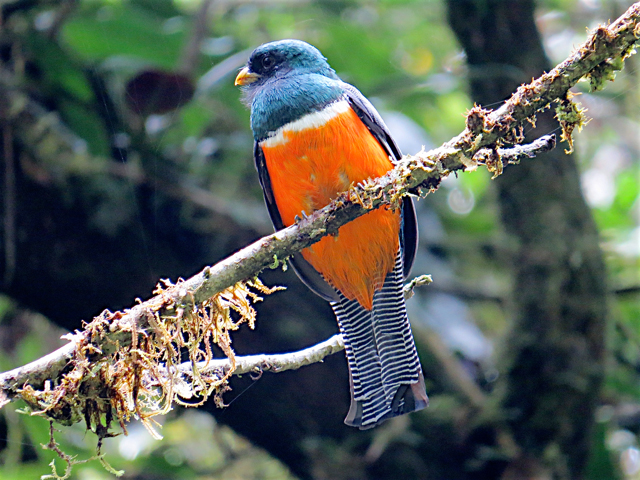Orange-bellied Trogon are among the many pleasures of Panama birding.