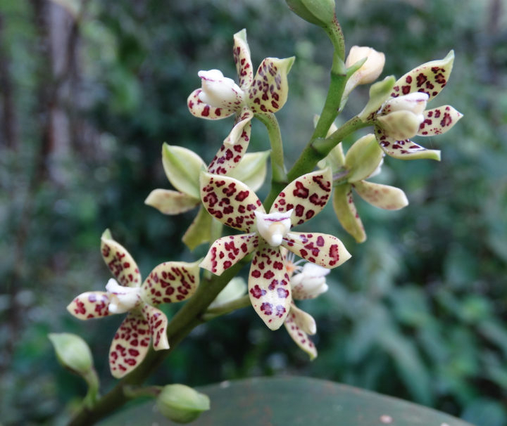 Lovely orchids are a byproduct of Panama birding.