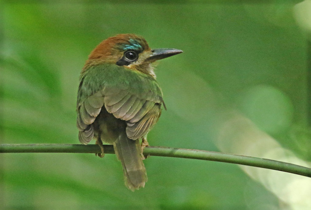 Tody Motmot are among the many pleasures of Panama birding.