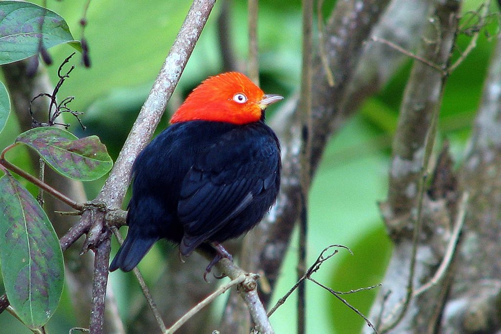 Panama birding offers chances to see Red-capped Manakin