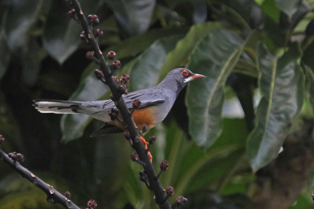 Christmas Bird Count data sometimes turns up new species like the Red-Legged Thrush