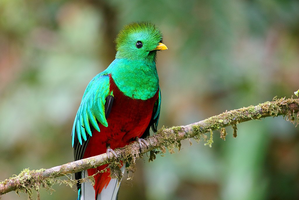 Monteverde Costa Rica birds include the Resplendent Quetzal