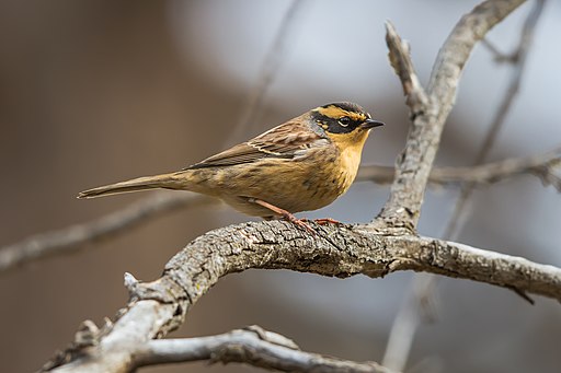 Christmas Bird Count data sometimes turns up new species, like this Siberian Accentor, found near Homer, AL