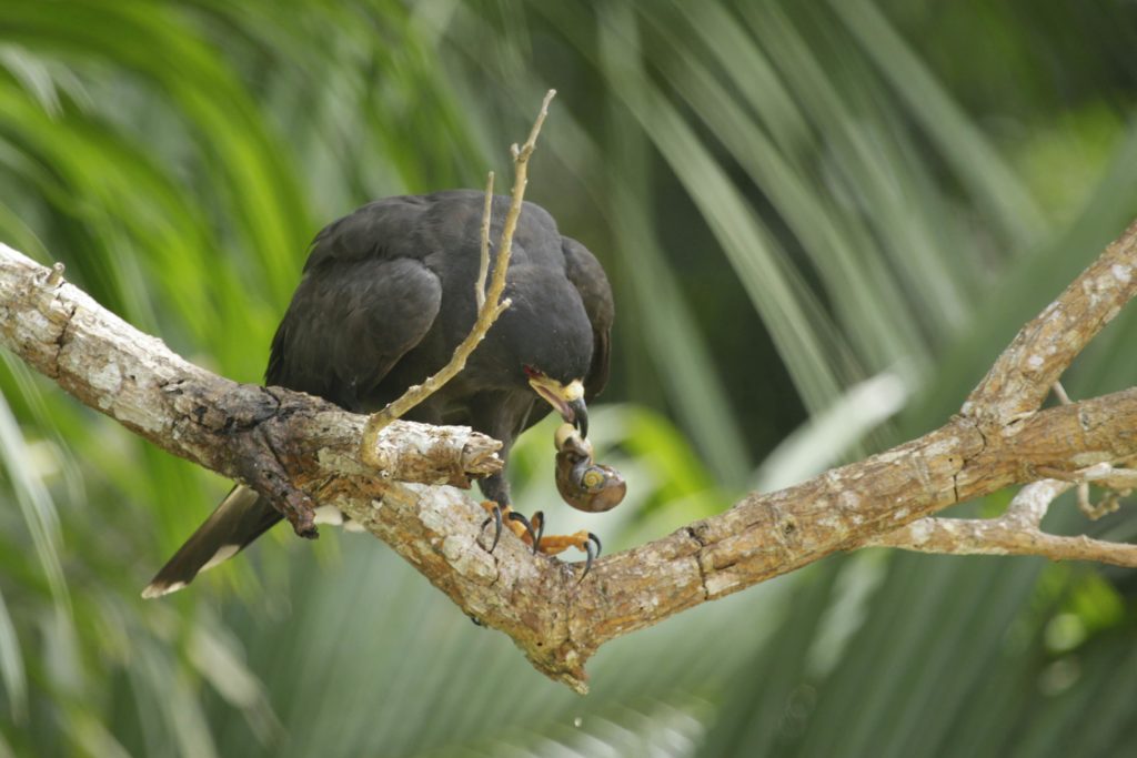 Panama birding offers the opportunity to see a Snail Kite eating a snail!