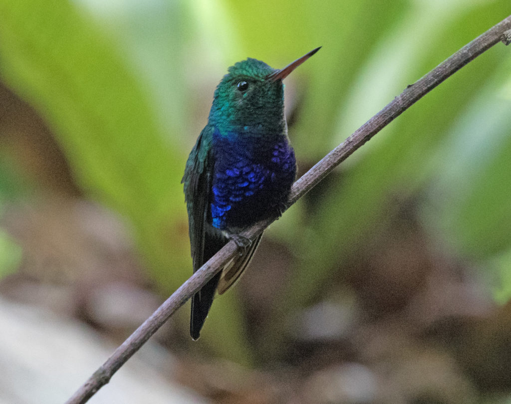 Violet-bellied Hummingbird is one of Panama birding's pleasures
