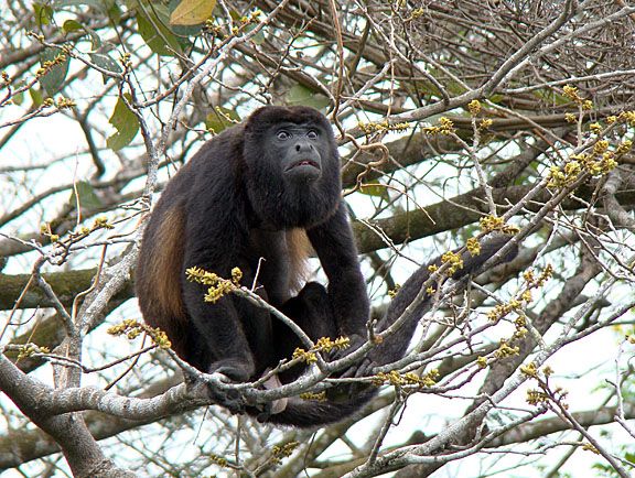 Howler Monkeys are a by-product of Panama birding.