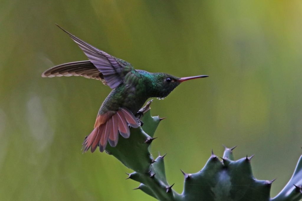 Rufous-tailed Hummingbird is one of the pleasures of Panama birding
