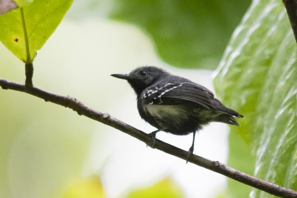 Panama birding offers chances to see white-flanked antwren