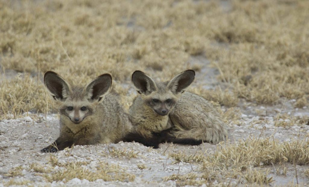 bat-eared foxes are always an exciting find on an Africa birding and nature tour