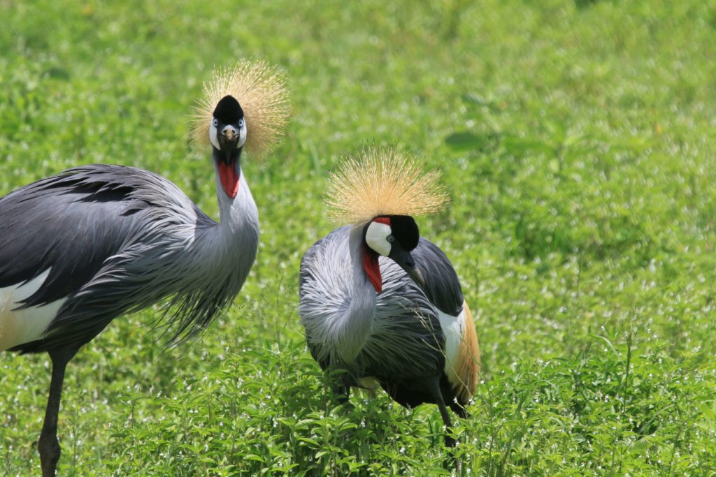 East African Crowned Cranes is part of an Africa birding and nature tour