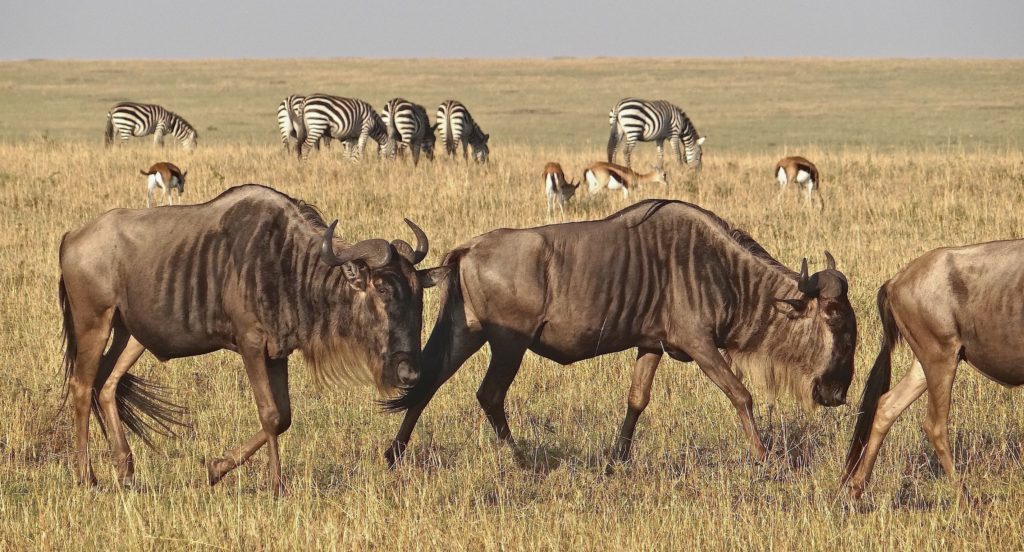 A mixed herd of Wildebeest and Zebra are always an exciting find on an Africa birding and nature tour