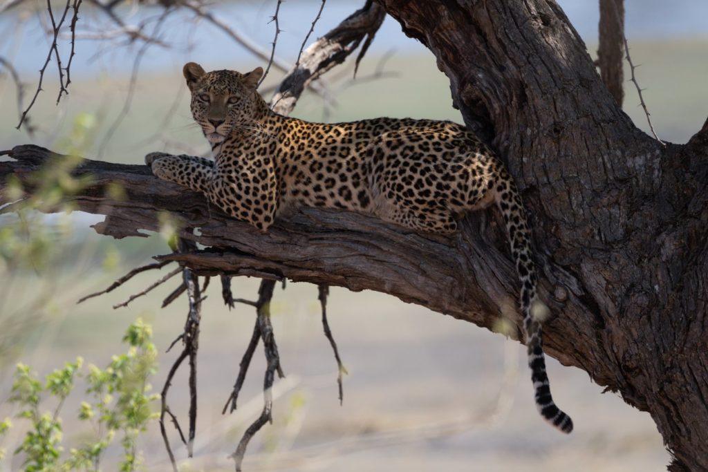 Leopards are always an exciting find on an Africa birding and nature tour