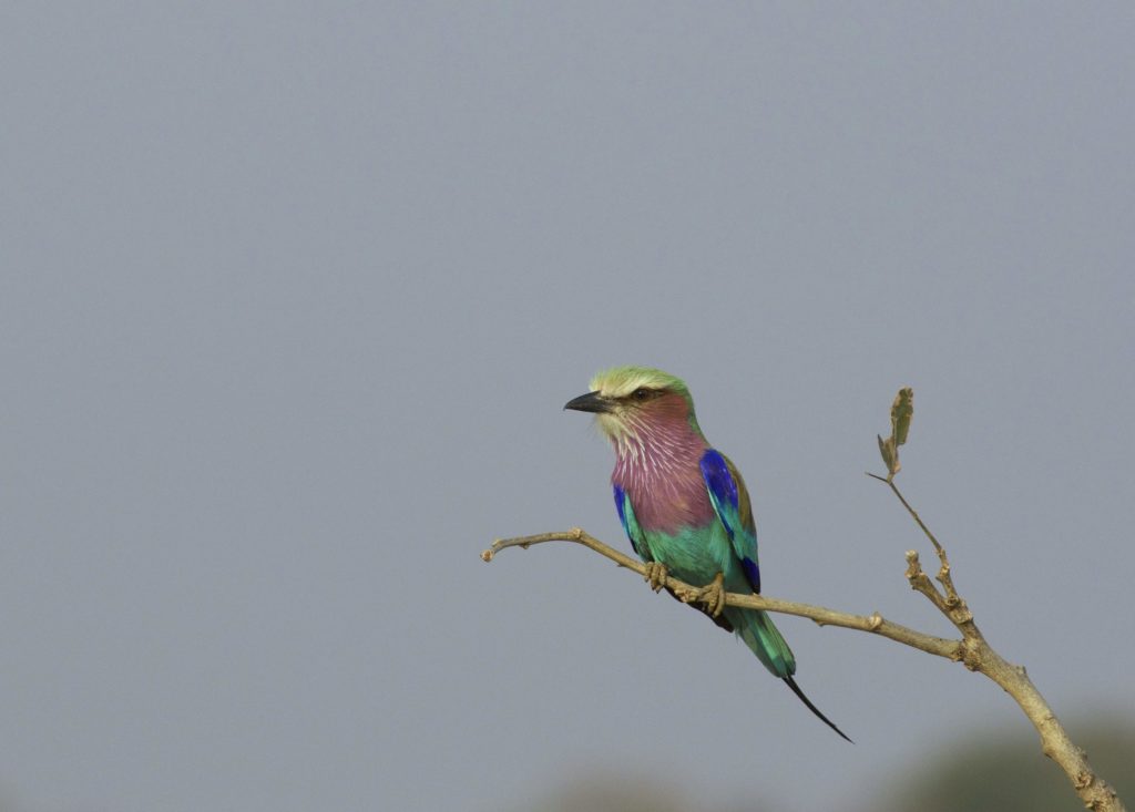 Lilac-breasted Roller is part of an Africa birding and nature tour
