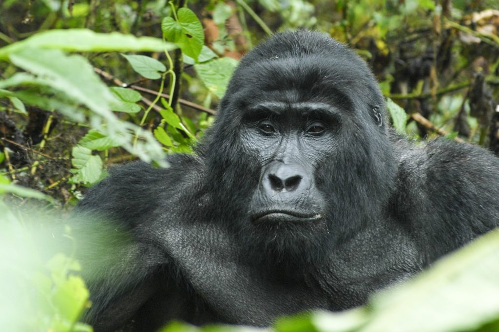 Mountain Gorilla in Uganda is part of an Africa birding and wildlife tour