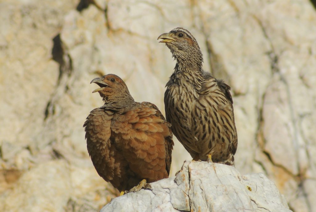 Hartlaubs Spurfowl is part of an Africa birding and nature tour