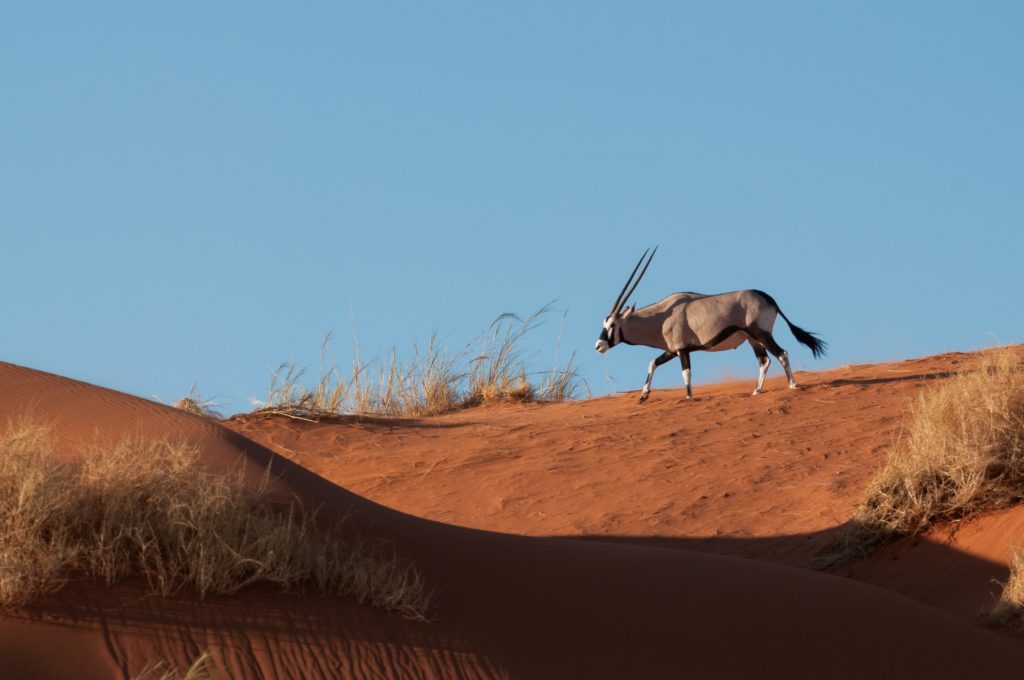 Oryx against red dunes is one of the things you'll see on Africa birding and wildlife tours with Naturalist Journeys.