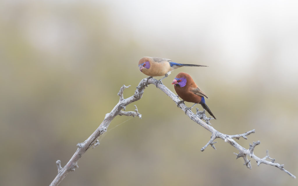Violet-eared Waxbill is part of an Africa birding and nature tour