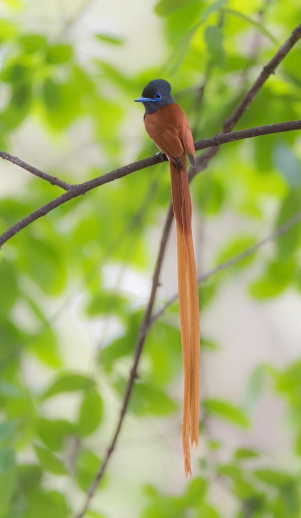 Africa Paradise Flycatcher is part of an Africa birding and nature tour