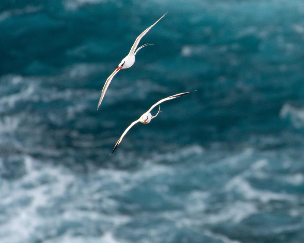 UNESCO biosphere reserve status protects birds, like these Red-billed Tropicbirds