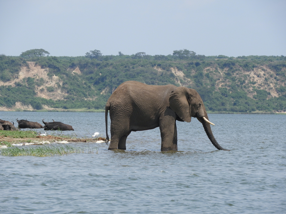 Elephants are always an exciting find on an Africa birding and nature tour
