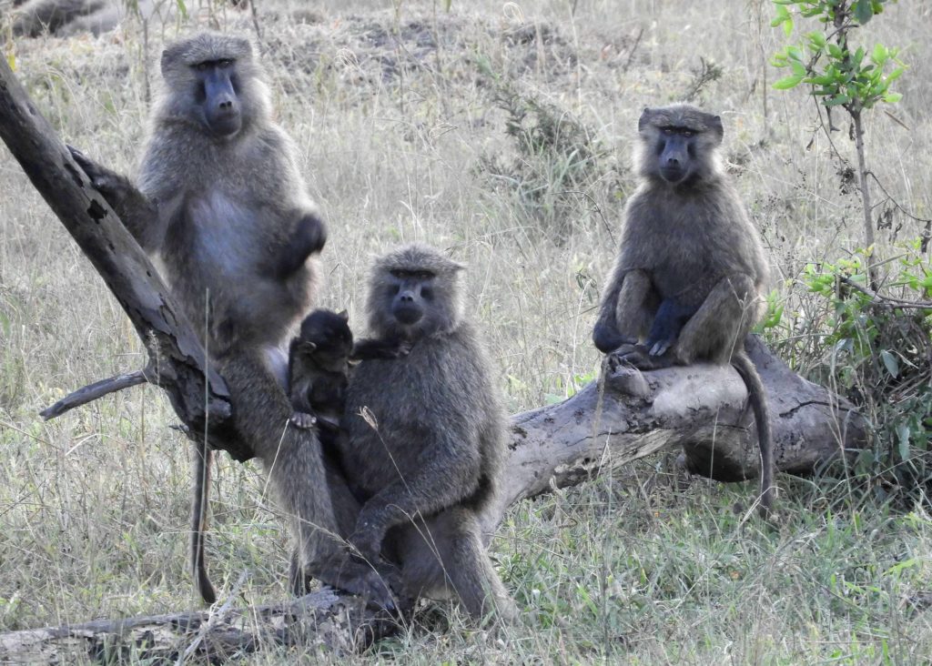 Baboons are part of an Africa birding and nature tour
