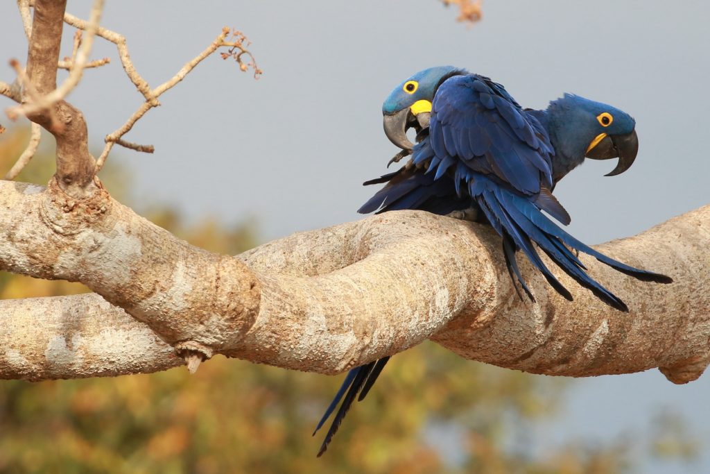 Hyacinth Macaws is among the most exciting Brazil birds and mammals