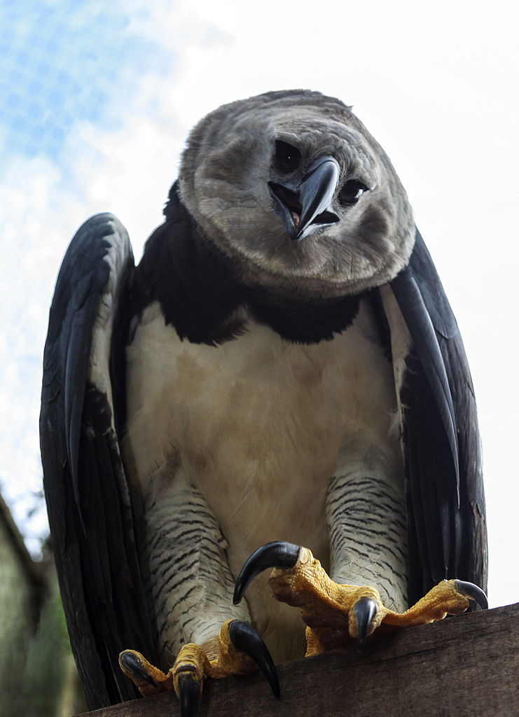 Harpy Eagle is among the Brazilian Birds and Brazilian Mammals you may see on a Naturalist Journeys Tour