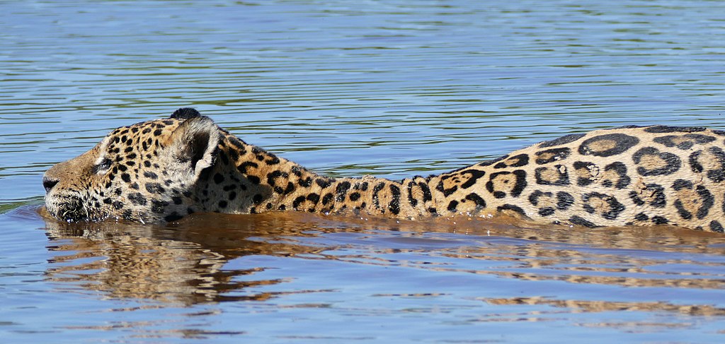 Jaguar are among the species you will see on our Brazil birding and nature tours.