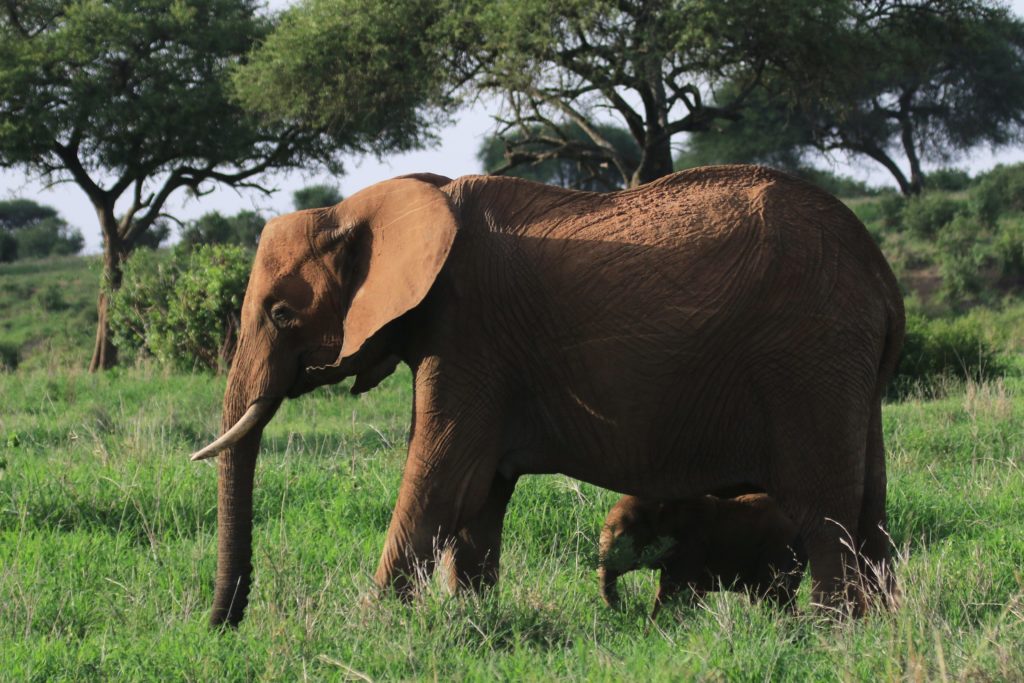 Elephants are a required element of Africa birding and nature tours