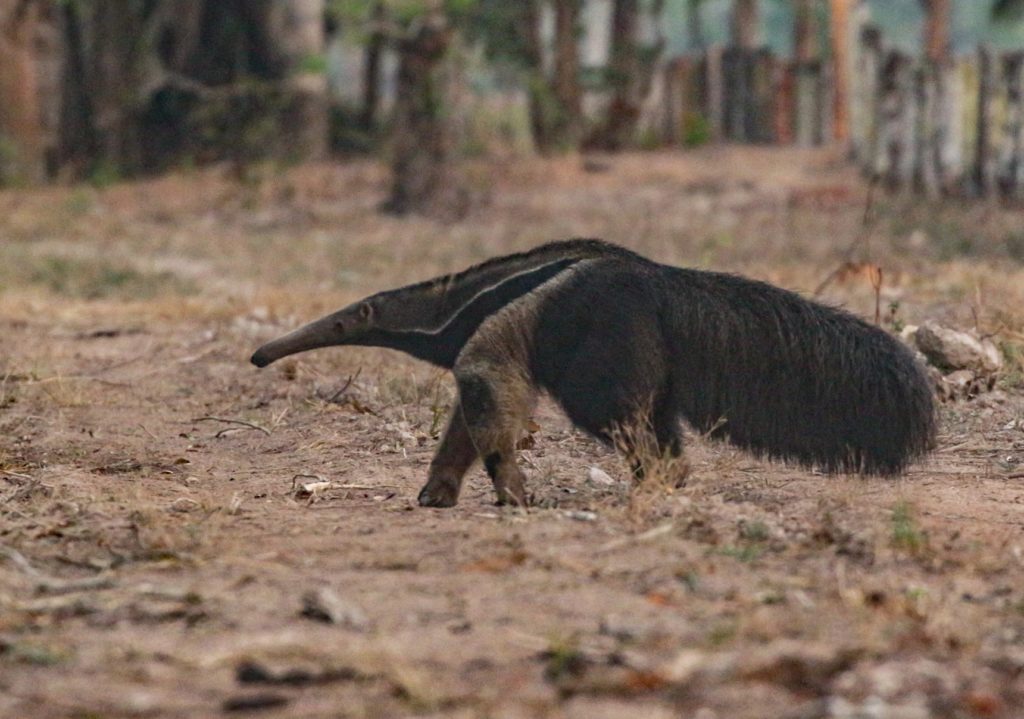 The Giant Anteater is among the most exciting Brazil birds and mammals
