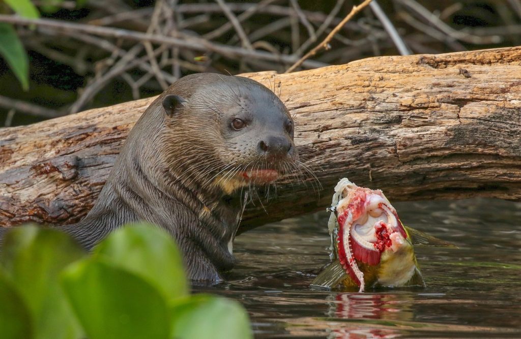 Giant Otter is among the most exciting Brazil birds and mammals