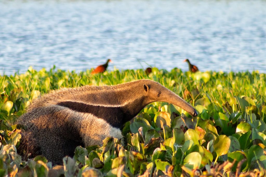 giant anteater may be seen on Brazil Birding and Brazil Mammal tours