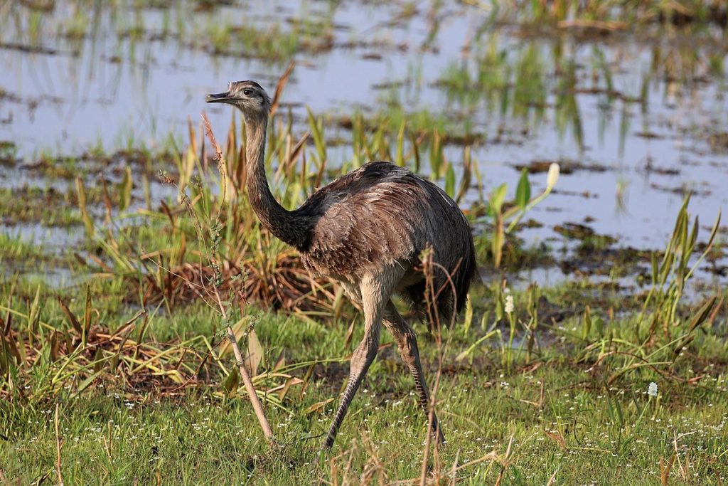 Greater Rhea is among the Brazilian birds and Brazilian Mammals found on our tours.