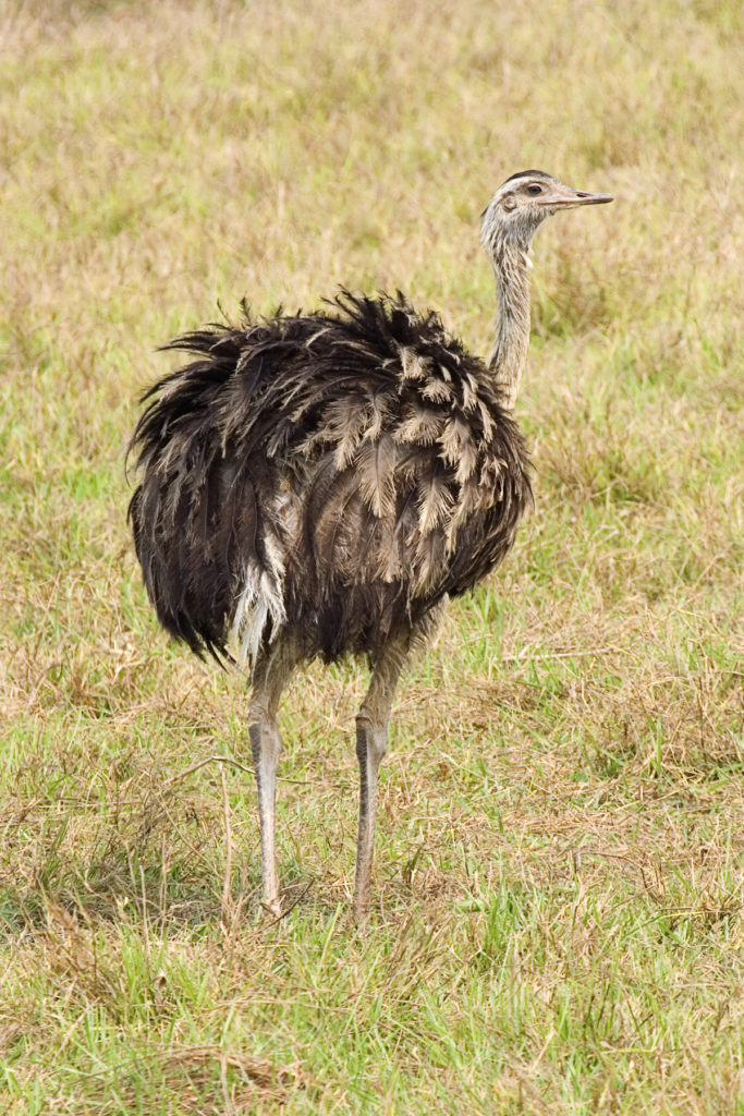 Greater Rhea is among the most exciting Brazil birds and mammals