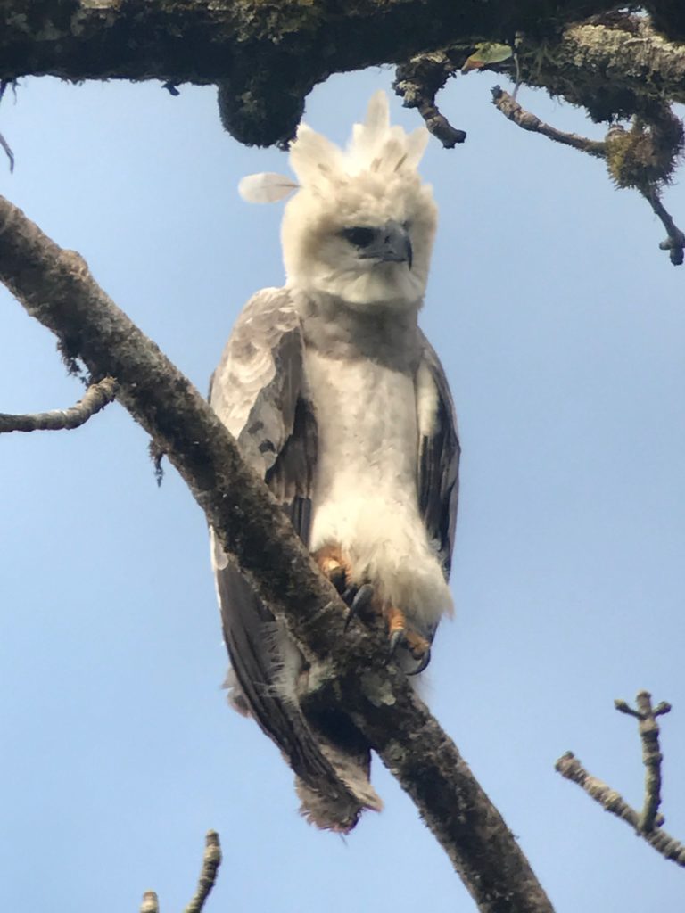 Harpy Eagle is among the most exciting Brazil birds and mammals