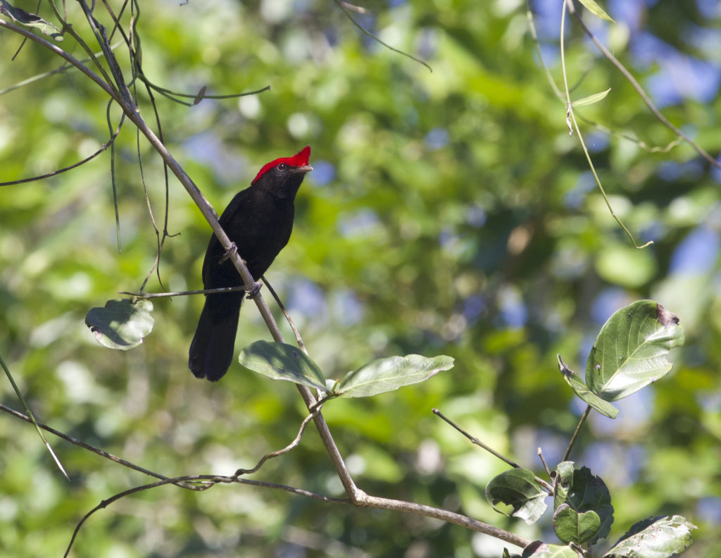 Helmeted Manakin is among the most exciting Brazil birds and mammals