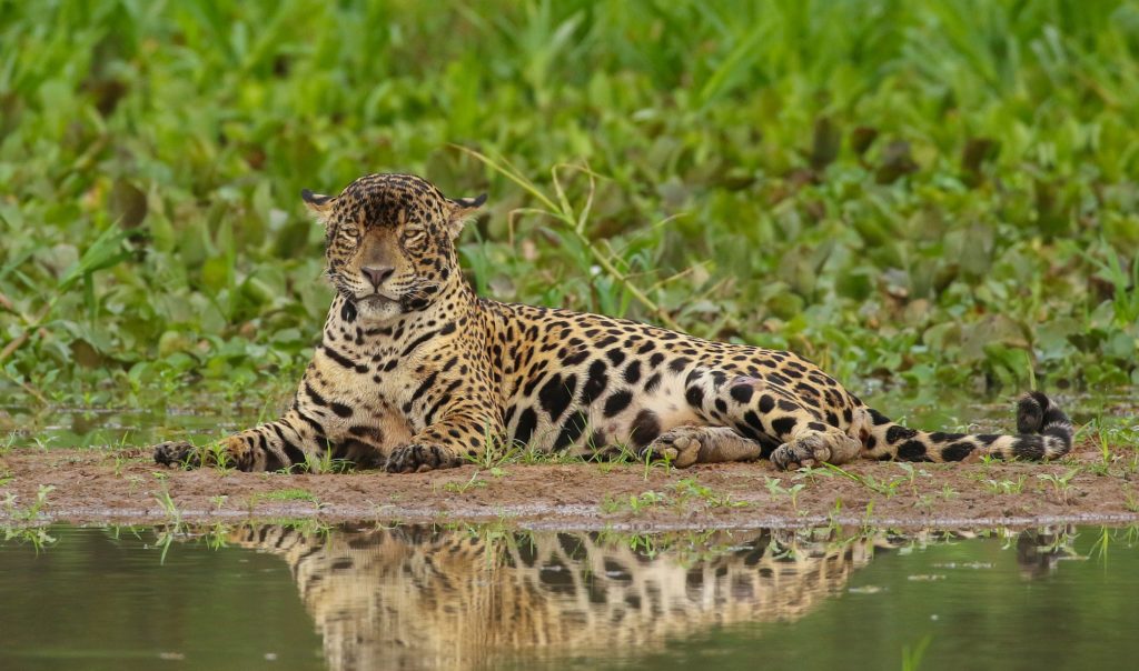 Jaguar is among the most exciting Brazil birds and mammals