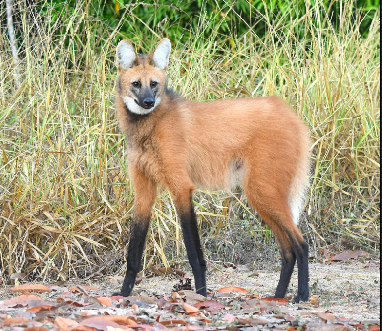 The Maned Wolf is among the most exciting Brazil birds and mammals
