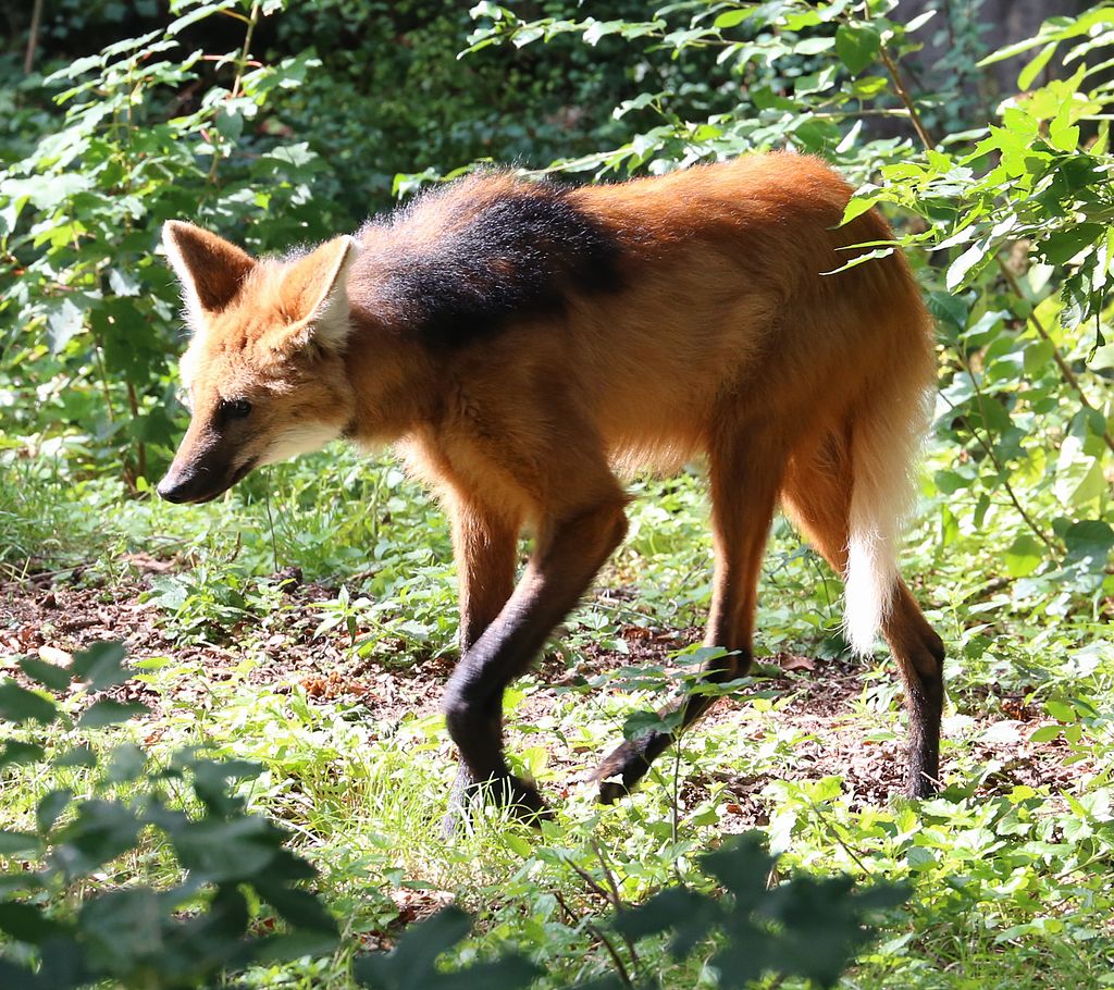 Maned wolf are amond the creatures we may see we visit on our Brazil birding and wildlife safaris.