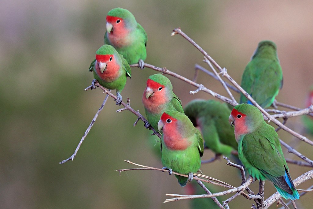 Rosy-Faced Lovebirds may be seen on Naturalist Journeys' Africa tours